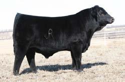 Calves are extremely massive and powerful with excellent carcass quality. PUREBRED GELBVIEH BULL D AMGV854851 Calved: January 12, 2003 Tattoo: GMCCN31 WAC Fullback 011G VRT RUP LAZY TV HOTFUDGEJ357.