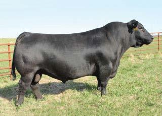 15 CW: -6 Homozygous black and homozygous polled herd sire we purchased from Corry Rupple, to use as an outcross in our herd, and for cattlemen who have been using our bulls for several years.