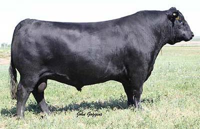 You will appreciate his calves sale day. REFERENCE SIRES PUREBRED ANGUS BULL B Connealy Consensus 7229 AAA17145326 Calved: January 28, 2011 Tattoo: Y18 Sitz Upward 307R SITZ DASH.