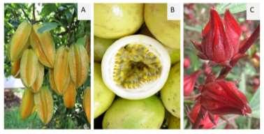 International Journal of Agricultural Technology 2018 Vol. 14(5): 751-766 Figure 1. Three species of Thai native plants investigated in this study: fruits of Averrhoa carambola L.