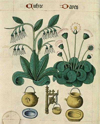 16 Fall 2017 / AS LII The Northern Sentinel, Principality of Tir Righ, Kingdom of An Tir Medieval and Modern Uses of Comfrey by Seonaidh Norðmaðrdöttir, Shire of Appledore Comfrey, also known as