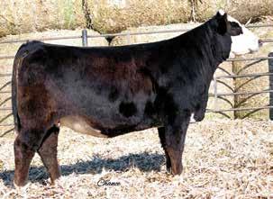 Sired by our Built Right x Meyer 34 son, this bred has extra length of spine while still carrying good center dimension and balancing into a smooth shoulder and front-end design.