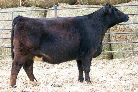 E4 is a fancy made female with some white on her head, bred with sexed Uno Mas semen. #2 RBS A RBS B414 A.I. Sire: WLE Uno Mas X54 on 5-13- Sexed Heifer Semen Est. EPDs: 12.05 4 1.1 5 1 51 1 13.