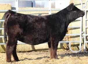 HOC Broker SVF Steel Force S01 JM H25 SS Babys Breath P035 SS Goldmine L42 SVF Breath Taker J130 We purchased three embryos from Hilbrand s in Denver in 201.