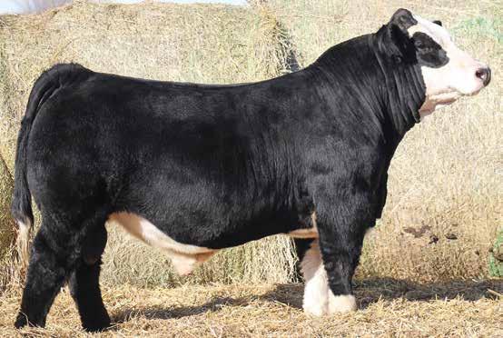 When we stand back and really evaluate E50, it s easy to understand why his sire is so popular. He is big-topped, large scrotaled with bone and great muscle shape.