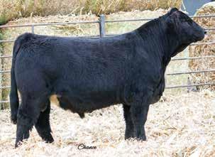 Herd Bull Prospects #53 RBS UNO MAS E583 Black Dbl Polled Purebred ASA#344045 BD: -28-1 Tattoo: E583 Act : 81 Adj : 8 Adj : 142 WLE Uno Mas X54 RBS C583 CNS Dream On L Shawnee Miss 0P RBS Raining