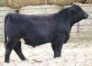 Herd Bull Prospects #0 1.0 3.1 5 1 50 11 RBS P.T.B. F554 Black Baldy Dbl Polled Purebred ASA#344052 BD: 1-12- Tattoo: F554 Act : 5 Adj : 83 12.2 21.0 -.3.2 -.083.