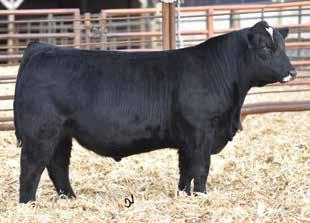 He is a maternal brother to our lead off bull a year ago and built very similar. His Uno Mas mother has raised two fantastic bulls back to back in her young life.