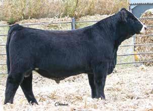 #3 Herd Bull Prospects RBS DURALL F253 Black Baldy Polled Purebred ASA#344058 BD: 1-2- Tattoo: F253 Act : 80 ET Adj : 8 HTP/SVF Duracell T52 CNS Dream On L HTP SVF Honeydew RBS You re Right 13.1 1 8.