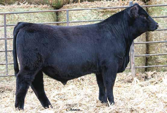 Herd Bull Prospects #0 RBS DUKE F21 Black Baldy Dbl Polled Purebred ASA#344054 BD: 2-3- Tattoo: F21 Act : 5 Adj : 883 RBS Duke RBS Dalaney W/C Loaded Up 111Y X01 Profit RBS Whatchamacallit 1. 2 8.