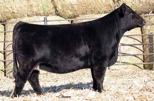 5 12 W/C Night Watch 84E, AI Sire Proven pedigree here, folks. Broker just keeps siring stock that will never go out of demand.