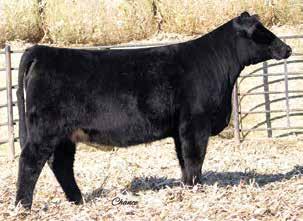 In our program, we emphasize on breeding cattle that are sound and functional, E41 is the perfect representation of that. A.I. Sire: W/C Night Watch 84E on -2- Heifer Est. EPDs: 14 -.8 58.