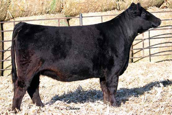 The Walker family of Missouri debuted their Uno Mas x Raining Diamonds heifer calf with a great showing at the Royal this fall, which was a result from last year s sale. A.I.