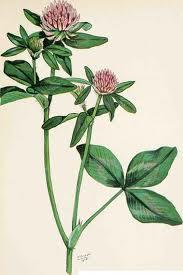 Red Clover Extract is naturally rich in Biochanin A. Biochanin A is an effective inhibitor of 5-α-reductase activity.