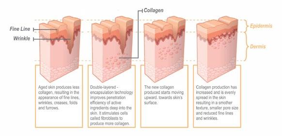 The Collagen Collagen is one of the largest proteins in our skin. Every day, we face situations that diminish the state of our body envelope: UV, pollution, tired, stress etc.
