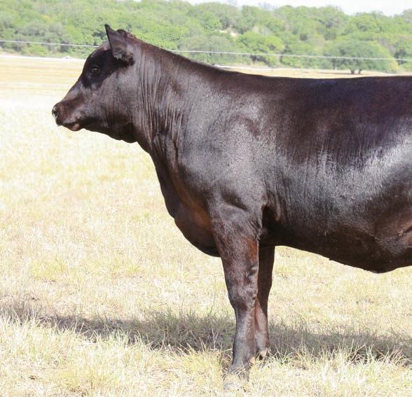 Yearling Heifers ACC Blackcap 7537 - Lot 8B G A R Protege M532 Dam of Lot 8A.
