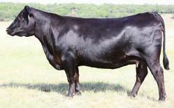 Fall Bred Cows Vintage Blackcap 5163 Lot 51 51 29 46 52 67 79 75 36 92 44 86 92 50 80 82 23 31 15 54 Owned with Fairway Farms Angus Hey, folks, pay special attention here, Blackcap 5163 is a direct
