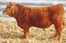 Red Polled Bull 91.