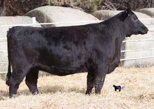 15 Top cow family, top numbers, and very pleasing to the eyes! This is one deep set of breds. If I could expand my cows, we would not let this one go! Be sure to check out her growth numbers..3 3 13.