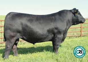 We bought this heifer with no intentions of selling her, but when looking for sale features, she surfaced very quickly. Soft middle, extra flex in joints, textbook front third.