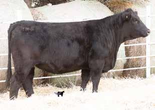 04 13 0 Cow family, phenotype, EPDs, functionality, modern, donor potential, and time tested... Prioritize them any way you want, but this one has them all!