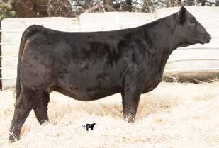 She has a lineage full of powerful siblings. A full sib brother sold for $000 to George and Jeff Stohs a couple of years ago.