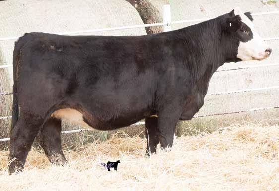 0 14 This baldy EO continues to grow on me She is extremely good in her front third while still being huge middled. Her grandam has produced a couple of bulls for a $,000 average.