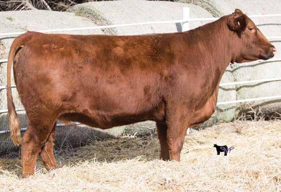 Cherry has been a staple for our program and sold as many high dollar offspring as any cow we have ever had! This female is no different, and could become a donor.