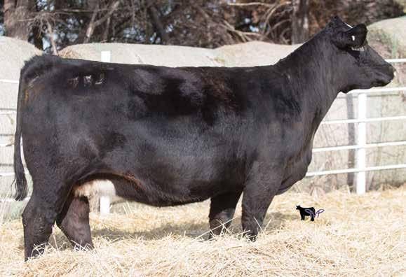132 If dad wasn t selling down on cows, this phenotypical gem would never be on the auction. She is the reason we love Top Grade! Sweet fronted, big bellied, and perfect udder. 1.3 4 2.24 2 0 DOC.