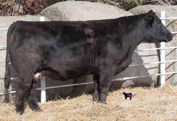 This cow has done an excellent job for us. She is good enough to make a donor out of, as she has had some pretty impressive calves in her short venture. 1. 43 5. 5 24 4 DOC CW YG Marb..4 -.23.04 -.