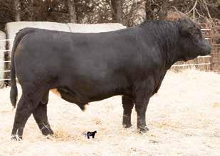He does this with the added bonus of making them look good. This one is an excellent choice if you like small vigorous calves that grow rapidly.