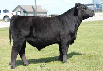 an excellent choice to put on a set of small framed cows that need some bone and muscle. ASA#321 BD: -23-1 Tattoo: 304