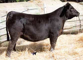 N Load 54U Aubreys Black Blaze III SVF Steel Force S01 J&C/SS Bernadette A maternal sib to Makin Tracks 03C, a bull that has proven himself in our operation, this heifer does not disappoint.