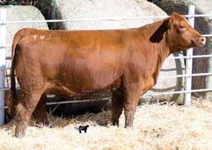 3 135 Simmental breeders in today s market struggle to breed cattle with both numbers and phenotype, but with this female we feel we have hit the home run!
