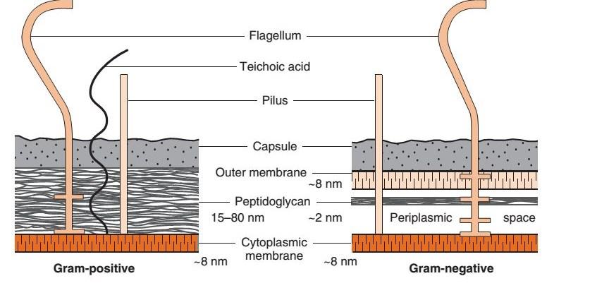 Gram Negative Cell Wall: Gram-negative bacteria have a thinner layer of peptidoglycan (10% of the cell wall) and lose the crystal violet-iodine complex during decolorization with the alcohol rinse,