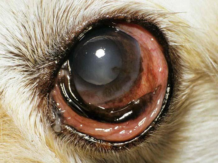 Figure 14. Conjunctival hyperemia and tear overflow from seasonal allergic conjunctivitis. Distichia and Ectopic Cilia Distichiasis is the most common form of eyelash disease.
