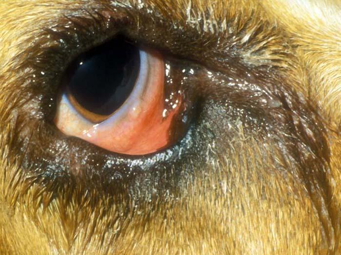 Figure 16. A Great Dane with a medial canthus furrow, a lower eyelid laxity, and a ventrally placed NL punctum. These abnormalities are allowing tears to drain down the face. References 1. Slatter D.