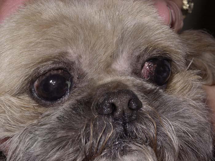 Figure 4. The nose is longer in this Pekingese/Shih Tzu cross dog, and the nasal fold hair is clipped short, so that the hair does not touch the corneas. Figure 5.
