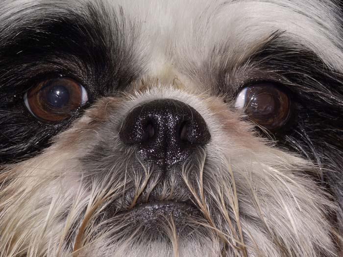 Figure 6. Nasal trichiasis can be observed in both eyes of this shih tzu dog. Very long hairs are lying across each cornea.