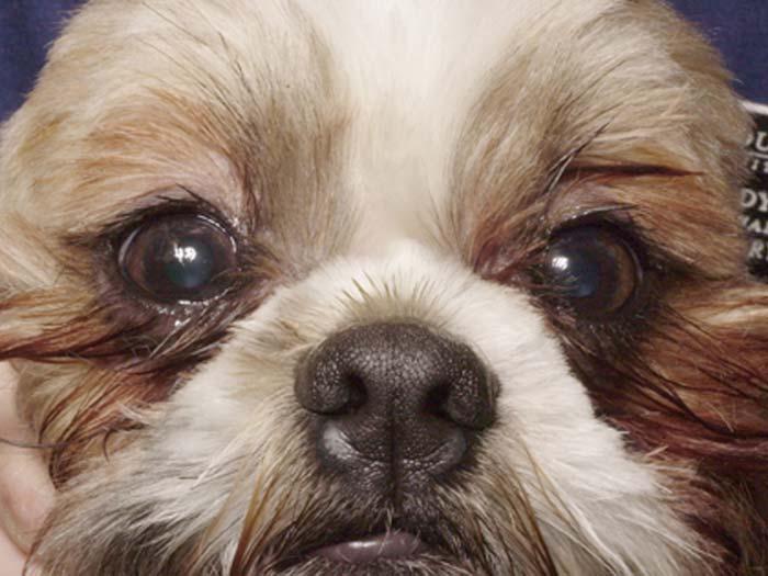 Medial inferior eyelid entropion is common in dogs that are brachycephalic or those with shallow orbits (Figure 8).