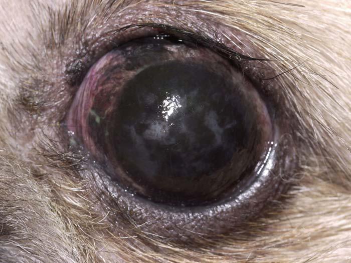Figure 10. Pigmentary keratitis in a Pekingese secondary to chronic corneal irritation.