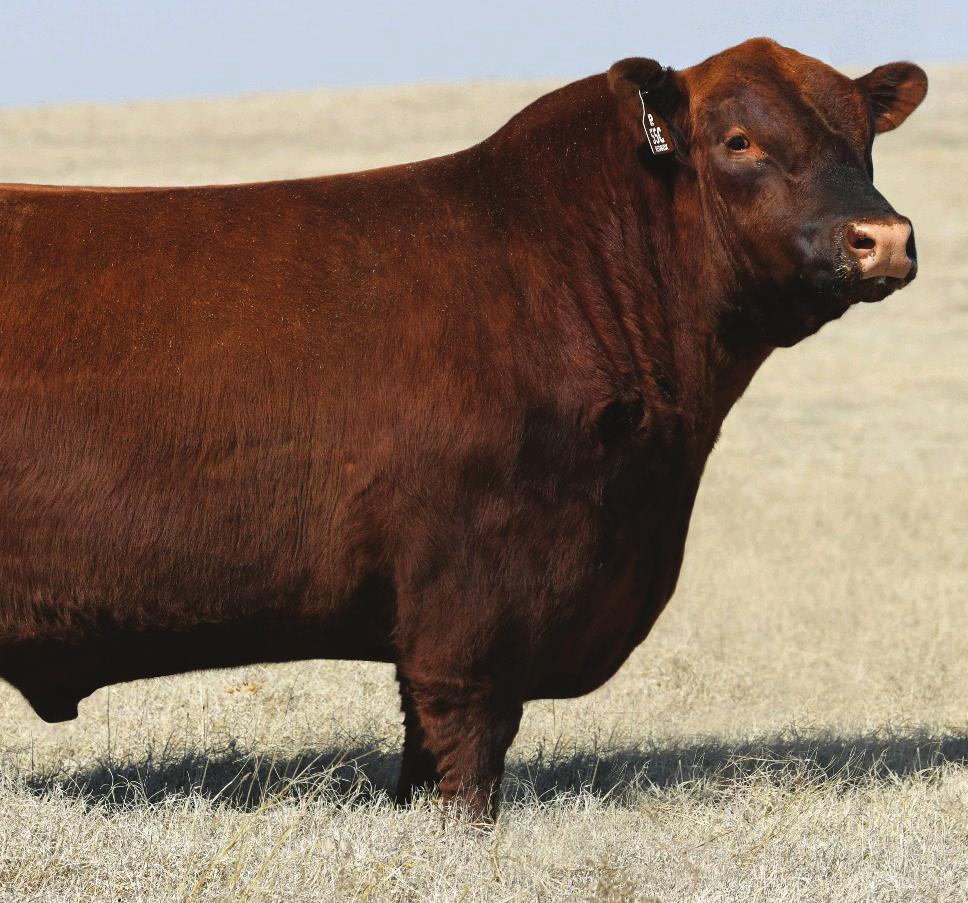 SEMEN OFFERING Semen Offering... Mann Red Box 55C is currently one of the most talked about Red Angus bulls in the breed.