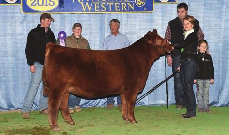 Im Too Hot 415B was named Sr Calf Champion Female at the 2015 National Western for Duff Cattle Co.