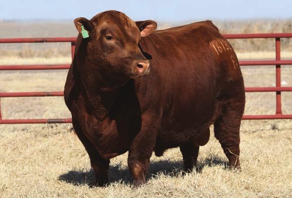 .. 70 1675 42 Another Fox Fire x Red Angus combination that really worked. There is great substance and volume in this bull.