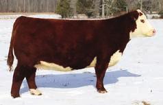 Pay attention. bulls has good pigment with several red eyes. Lot 88 is extra stout. TRUST 100W CRR ABOUT TIME Duff Lake B My Time 17412 Reg. Hereford - Calved 3/15/17 - Tattoo 17412 THM DURANGO 4037.