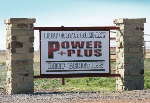 Welcome to the Power Plus Bull Sale These bulls are a result of our commitment and passion to the beef industry.