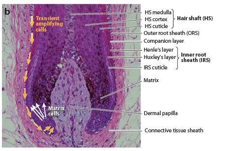 Effect of Loss of ECM integrity Hair follicles size is determined by: -the volume of its dermal papilla -the volume of the extracellular matrix.