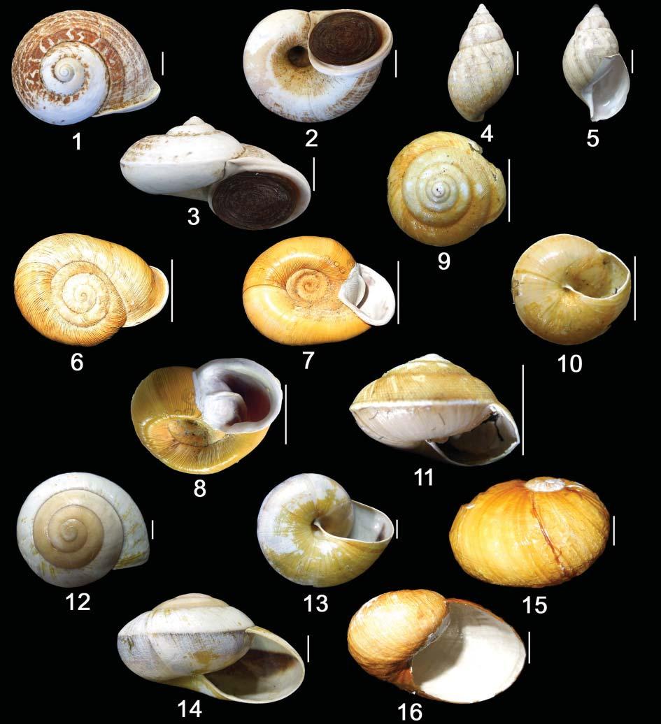 PATI et al.: Studies on Land and Freshwater Molluscs...Zoological Survey of India, Kozhikode 555 PLATE-I Plate-I. Land molluscs : 1 3. Cyclophorus (Litostylus) nilagiricus; 4, 5.