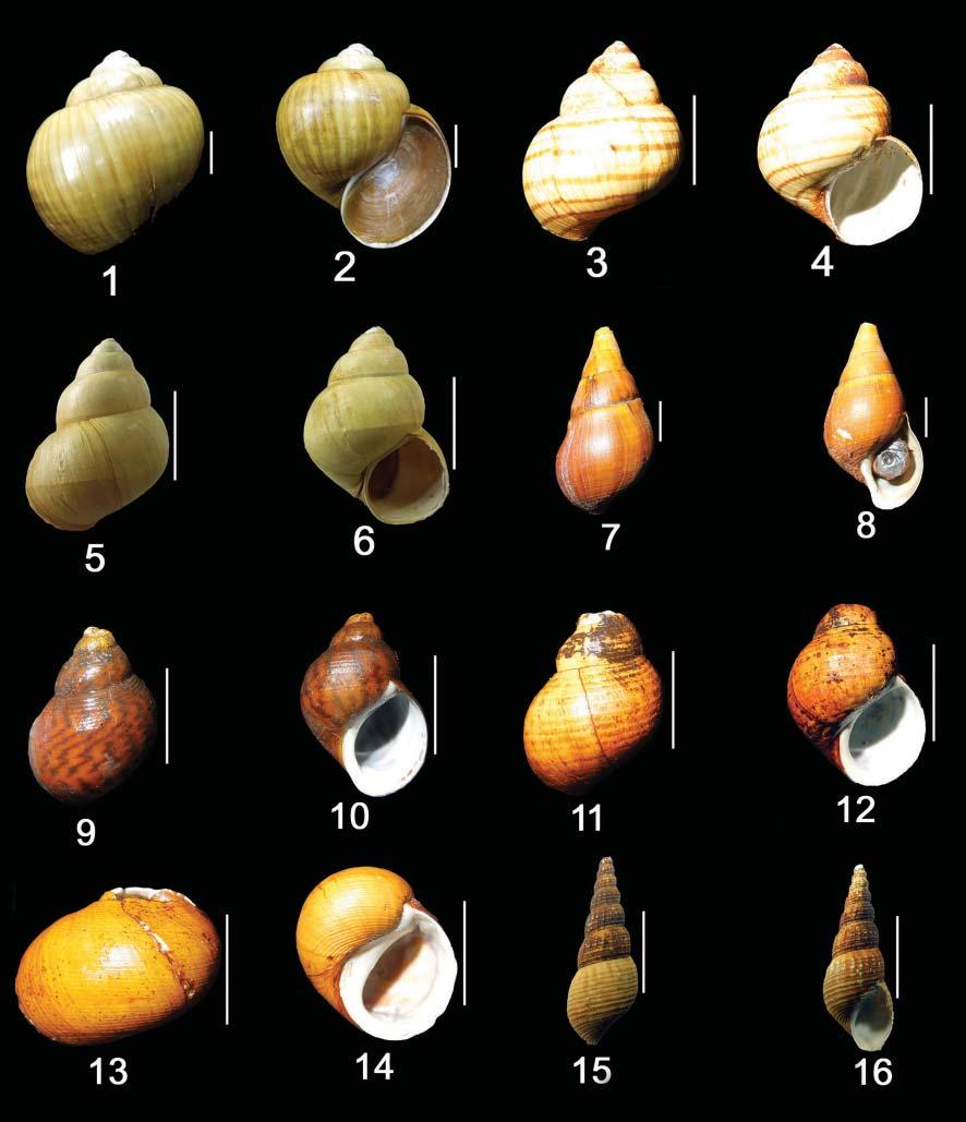 556 Rec. zool. Surv. India PLATE-II Plate-II. Freshwater molluscs : 1, 2. Pila virens; 3, 4. Bellamya bengalensis; 5, 6. Bellamya dissimilis; 7, 8. Paracrostoma huegelii; 9, 10.