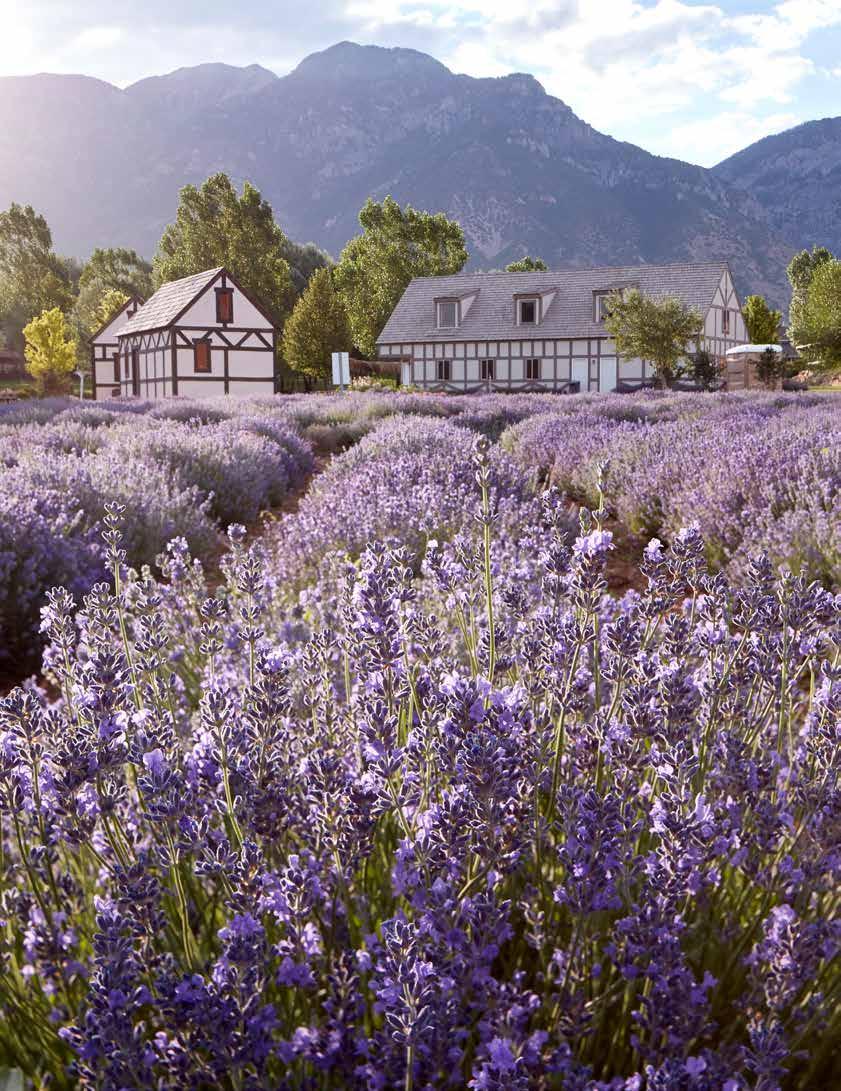 WHISPERING SPRINGS FARM MONA, UTAH, USA The Young Living Whispering Springs Farm is an iconic lavender farm, not only to Young Living but also to the essential oil movement and the wellness community.